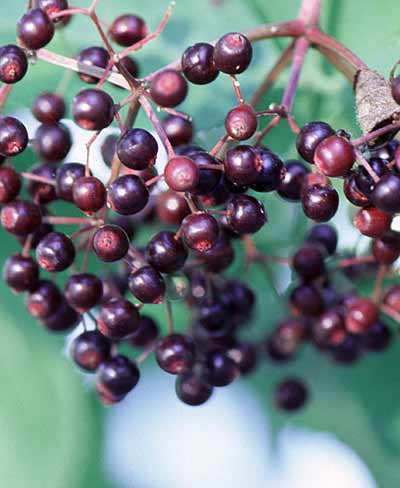 elderberries